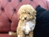 Petmode Köpek Çiftliğinden  Mini Maltipoo Yavrumuz
