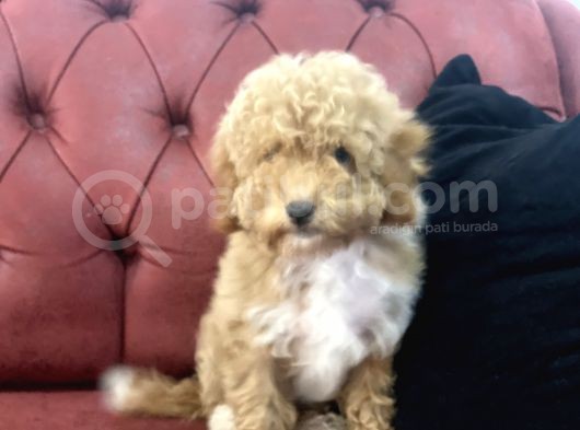 Petmode Köpek Çiftliğinden  Mini Maltipoo Yavrumuz görsel