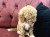 Petmode Köpek Çiftliğinden  Mini Maltipoo Yavrumuz