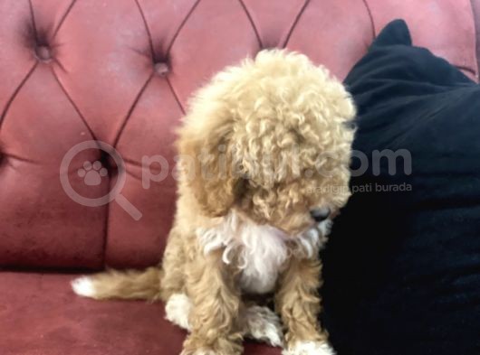 Petmode Köpek Çiftliğinden  Mini Maltipoo Yavrumuz görsel
