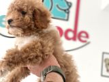 Petmode Köpek Çiftliğinden  Mini Maltipoo Yavrumuz