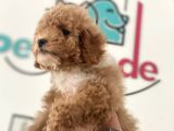 Petmode Köpek Çiftliğinden  Mini Maltipoo Yavrumuz
