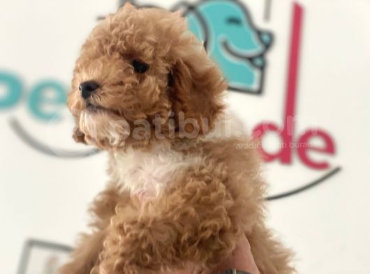 Petmode Köpek Çiftliğinden  Mini Maltipoo Yavrumuz görsel