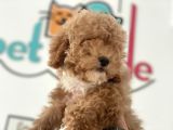 Petmode Köpek Çiftliğinden  mini Maltipoo Yavrumuz