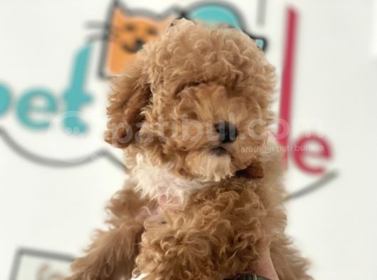 Petmode Köpek Çiftliğinden  Mini Maltipoo Yavrumuz
