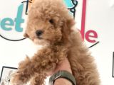 Petmode Köpek Çiftliğinden  Mini Maltipoo Yavrumuz