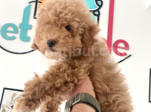 Petmode Köpek Çiftliğinden  Mini Maltipoo Yavrumuz görsel