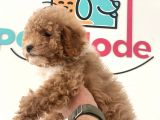 Petmode Köpek Çiftliğinden  Mini Maltipoo Yavrumuz