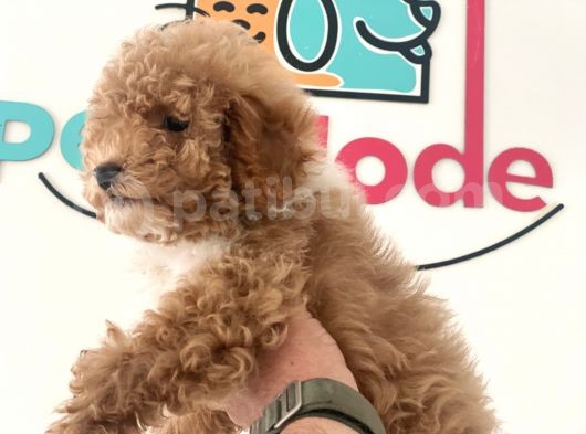 Petmode Köpek Çiftliğinden  Mini Maltipoo Yavrumuz görsel