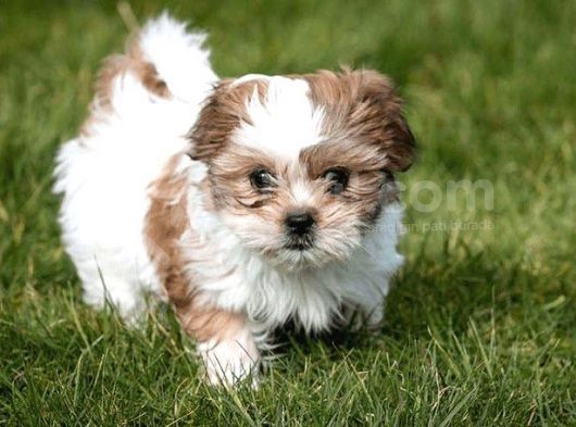 KIVIR KIVIR MALTİPOO UYGUN