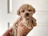 Teacup Toy Poodle Kızımız