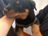 Macar Rotweiller Yavru