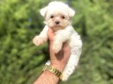 TEACUP MALTESE TERRİER BEBEKLER