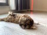 En Mini Boy Erkek Shihtzu