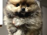 Pomeranian Boo Erkek Yavrum