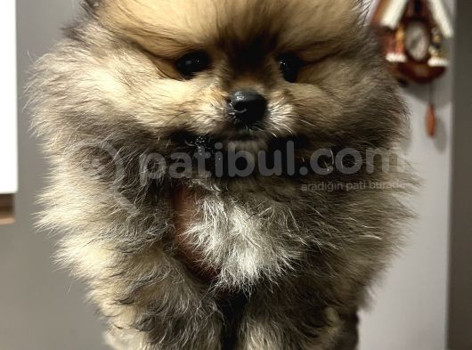 Pomeranian Boo Erkek Yavrum görsel