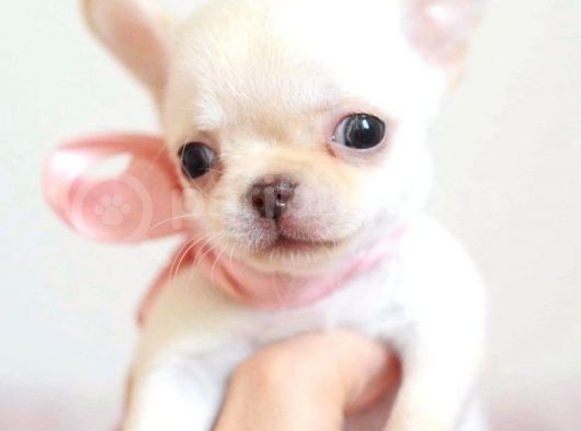Elma Kafa Teacup Chi̇huahua Irkinin En Özel Yavrulari