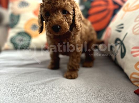 Evdoğum Redbrown Toypoodle görsel