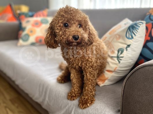Evdoğum Redbrown Toypoodle görsel