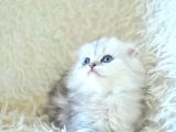 İpeksi Uzun Güzel Tüylü Silver Scottish Fold Longhair