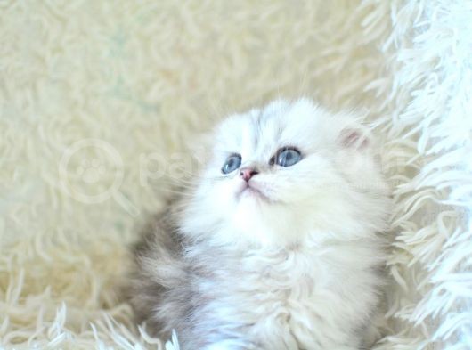 İpeksi Uzun Güzel Tüylü Silver Scottish Fold Longhair görsel