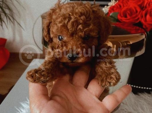 A  Kali̇te  Red Brown Yavrular görsel