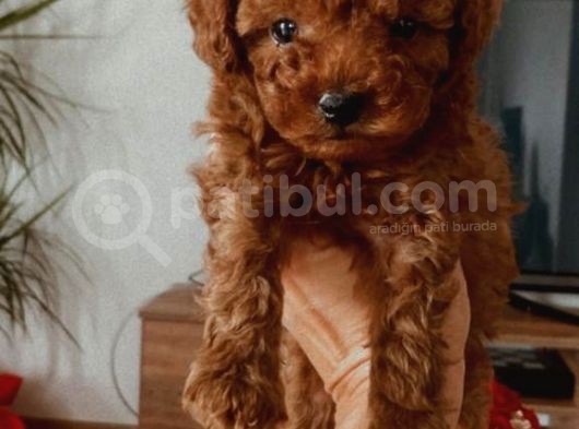 A  Kali̇te  Red Brown Yavrular görsel