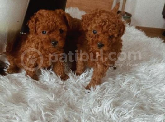 A  Kali̇te  Red Brown Yavrular görsel