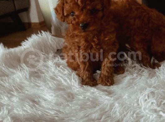 A  Kali̇te  Red Brown Yavrular