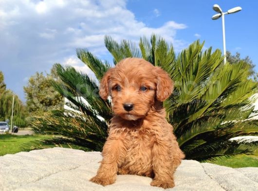 Poodle Kalitesinde Mini Yavru