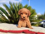 Poodle Kalitesinde Mini Yavru