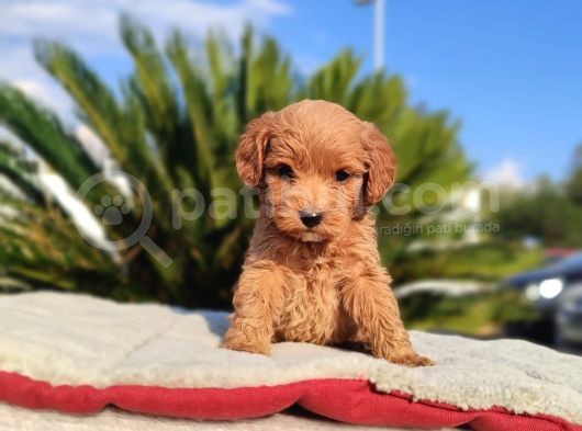 Poodle Kalitesinde Mini Yavru görsel
