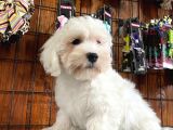 Bembeyaz Maltese Terri̇er 0 Numara