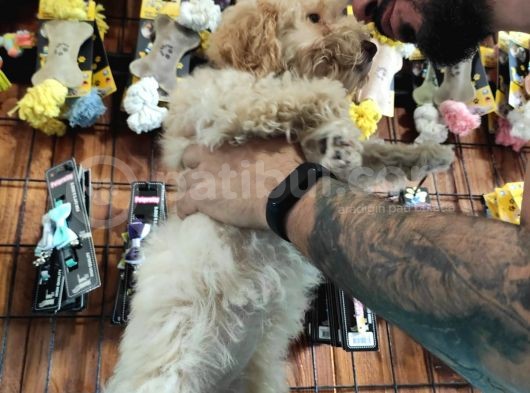 A Scr Muhteşem Toy Poodle  Yavrularimiz görsel