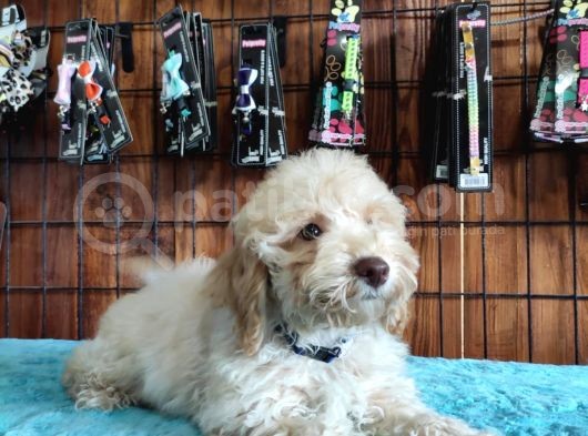 A Scr Muhteşem Toy Poodle  Yavrularimiz görsel