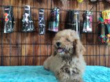 A Scr Muhteşem Toy Poodle  Yavrularimiz