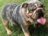 Blue Fawn İngi̇li̇z Bulldog Yavrumuz