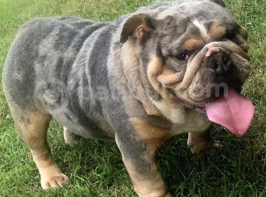 Blue Fawn İngi̇li̇z Bulldog Yavrumuz görsel