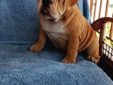 Coco Renk Egzotik English Bulldog Yavrumuz