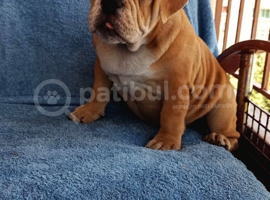 Coco Renk Egzotik English Bulldog Yavrumuz görsel