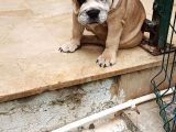Blue Fawn İngi̇li̇z Bulldog Yavrumuz
