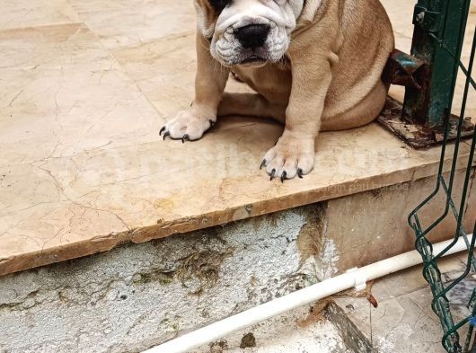Blue Fawn İngi̇li̇z Bulldog Yavrumuz görsel