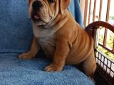 Coco Renk Egzotik English Bulldog Yavrumuz