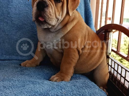 Coco Renk Egzotik English Bulldog Yavrumuz görsel