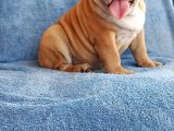 Coco Renk Egzotik English Bulldog Yavrumuz