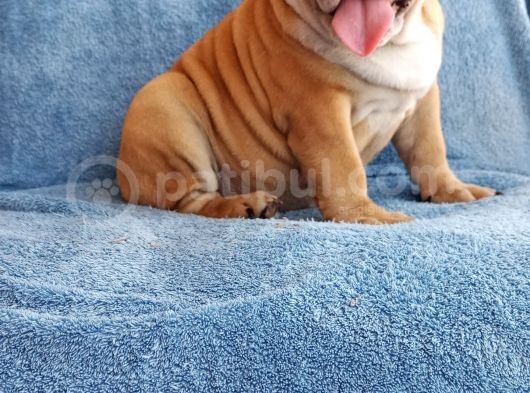 Coco Renk Egzotik English Bulldog Yavrumuz görsel
