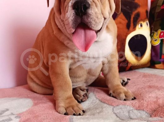 Coco Renk Egzotik English Bulldog Yavrumuz