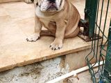 Blue Fawn İngi̇li̇z Bulldog Yavrumuz