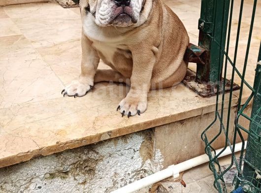 Blue Fawn İngi̇li̇z Bulldog Yavrumuz görsel