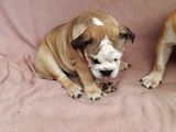 Blue Fawn İngi̇li̇z Bulldog Yavrumuz